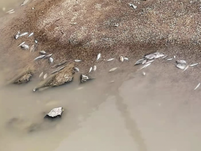 西乡一河道漂浮大量死鱼，管理部门回应：缺水导致