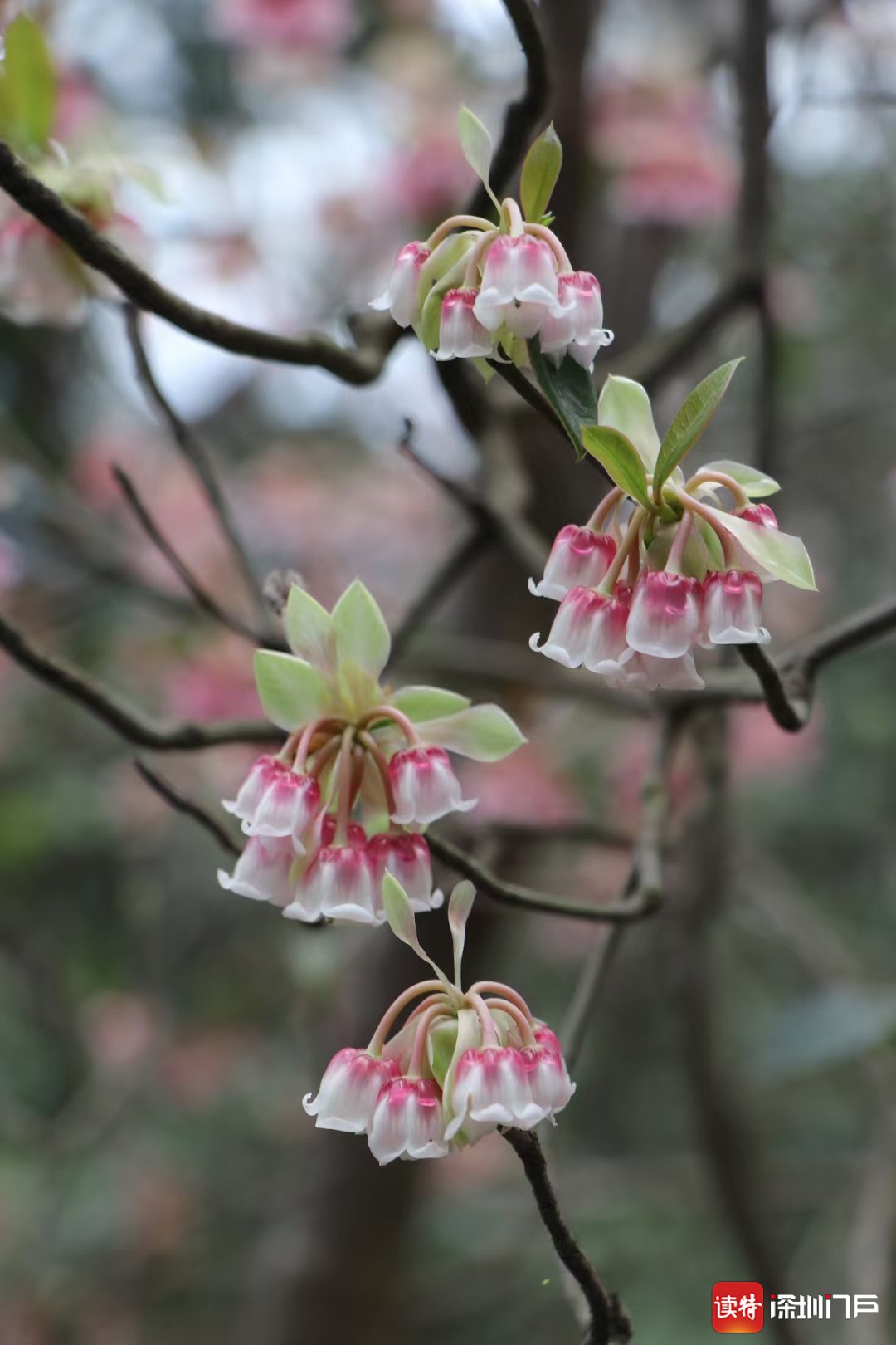 春节踏青赏花,千万别用这种姿势"打卡,一点也不美!