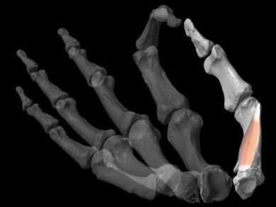 拇指化石肌肉建模研究表明：灵巧人类拇指起源于200万年前