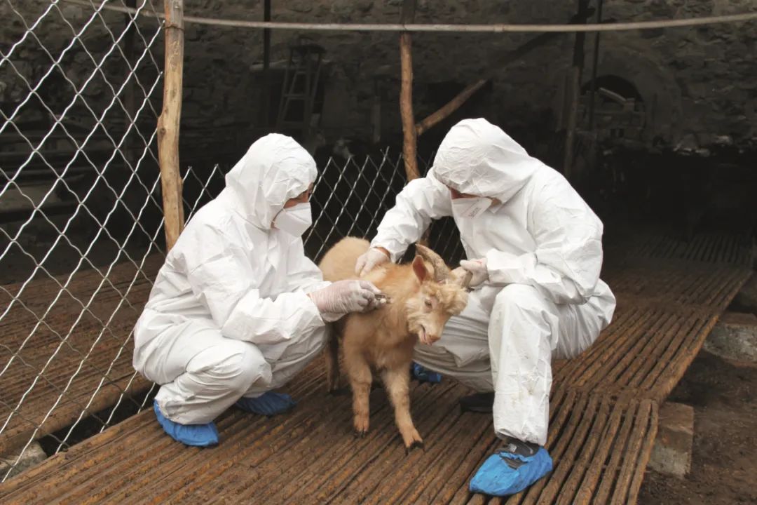 动物防疫法“全新升级”：严防人畜共患