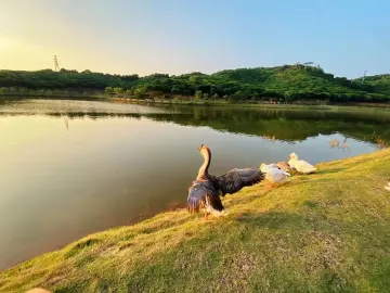 春节游宝安·燕罗篇 | 游山水赏繁花，穿人潮寻历史，邀您共赏“燕罗百景图”