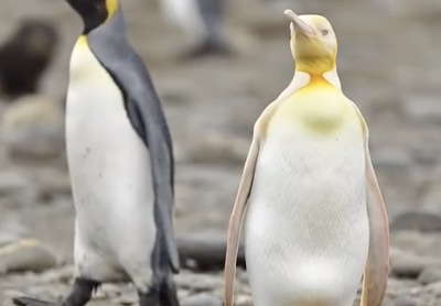 罕见！南极发现全球首只黄金企鹅