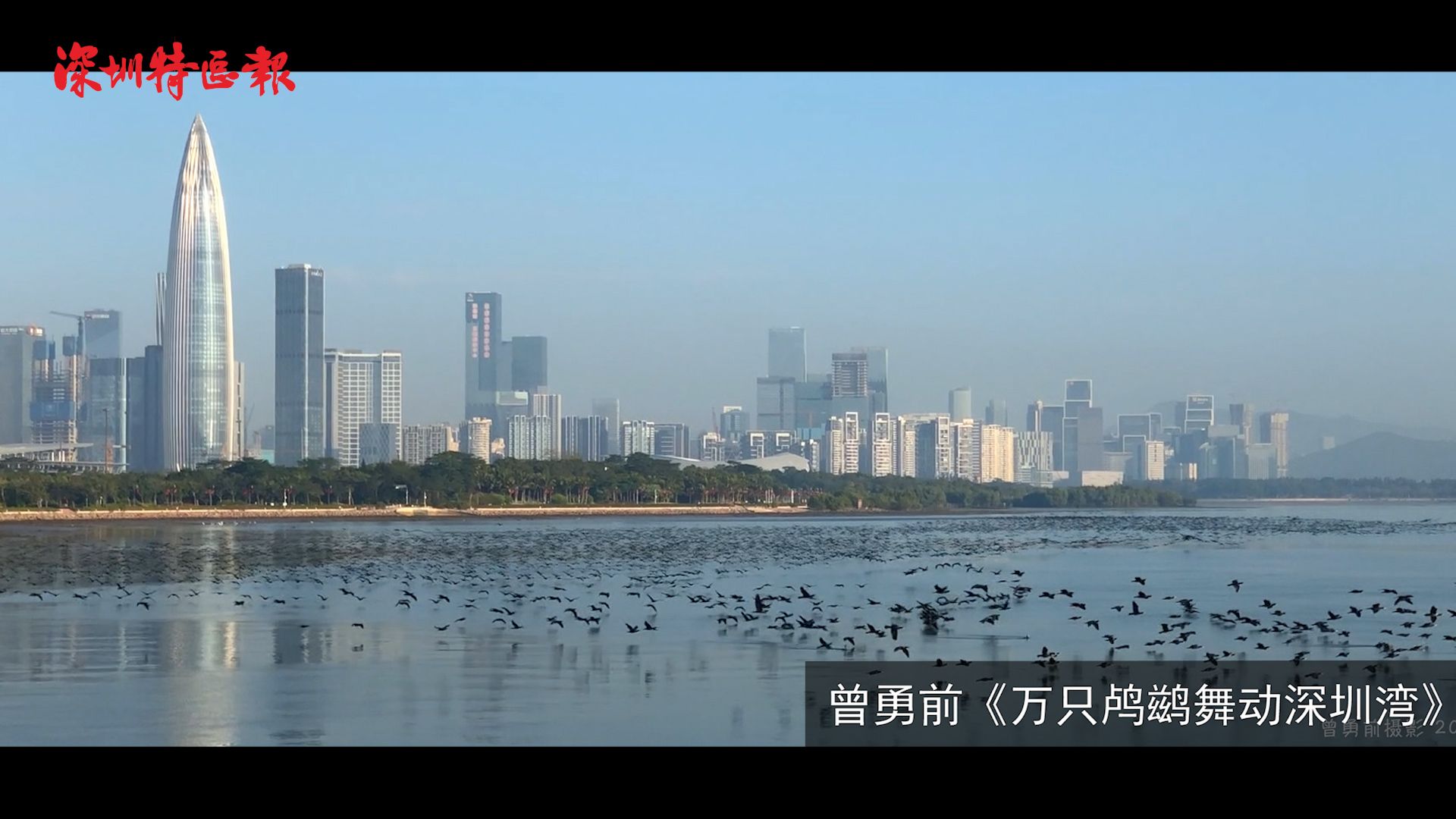 摄影爱好者记录万只鸬鹚演奏深圳湾生态交响曲