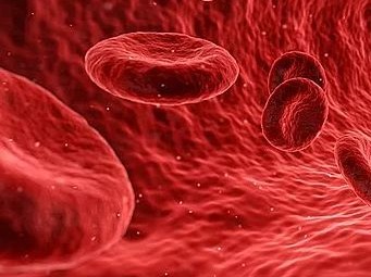 中国学者在体外生产红细胞研究中获进展，有助解决血源紧缺
