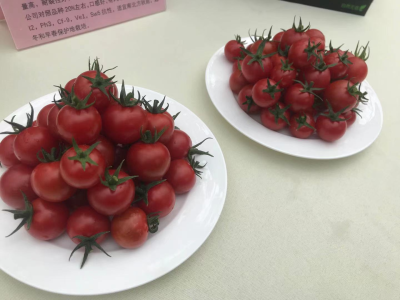 深圳农业基因组研究所正式发布“深爱”系列番茄新品