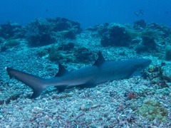 半世纪数量锐减七成 鲨鱼面临彻底灭绝风险