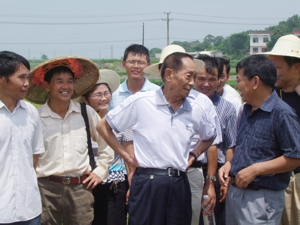 隆平高科水稻首席专家杨远柱给袁隆平院士汇报两系杂交早稻新品种选育