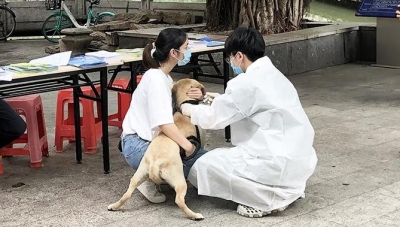 广州市海珠区这些地方的狗狗可以免费打狂犬疫苗啦！
