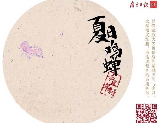 嫦娥五号“奔月”水稻，藏了一幅幅“中国画”