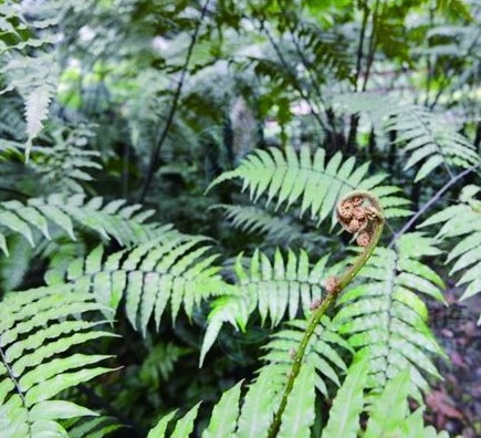 肇庆山林分布着许多国家级保护植物 清明