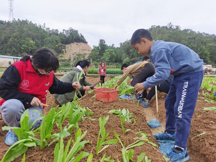 “快乐助农，体验种植乐趣”——石井社区开展“开心菜园”种植活动