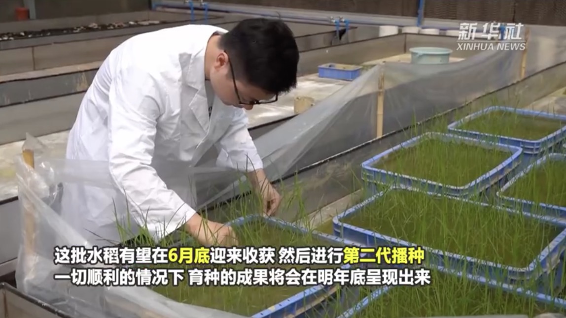“星际穿越”的中国天稻“航二代”育苗成功