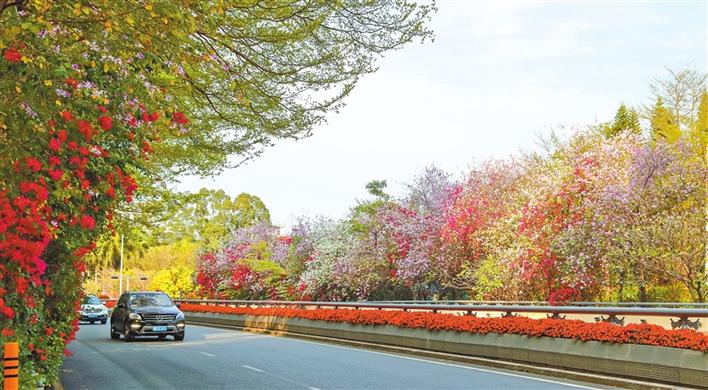 树树皆春色 花开动鹏城 深圳4年种植各类观花乔木约20万株