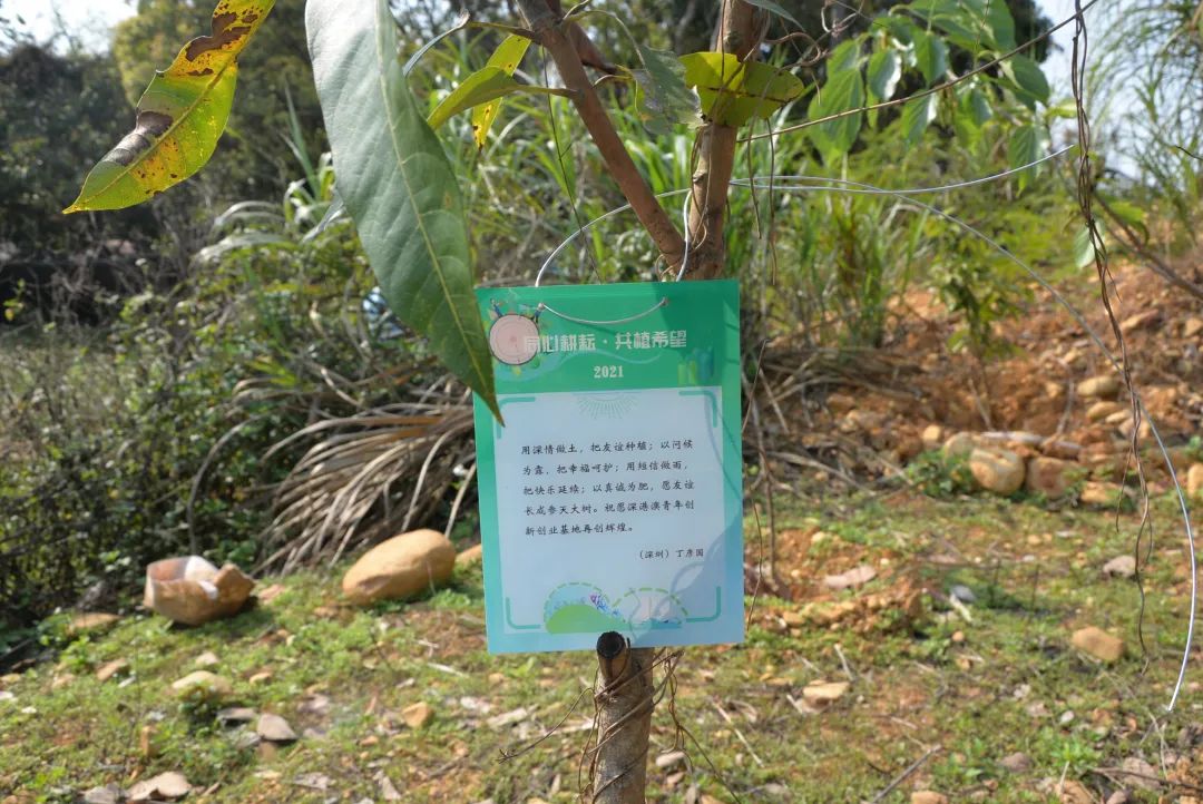 同心耕耘 共植希望！坪山区举办深港澳台青年“云植树”活动 