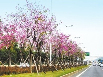 阳春三月，珠海这个地方让人“醉”了！