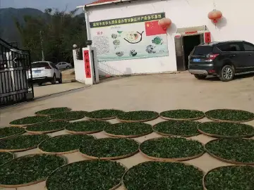 深河共建 圳在帮扶 | 穿越500年 紫金茶成脱贫担当