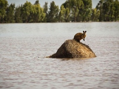 澳新州洪水达1961年来最高水位 疏散人数或超5万