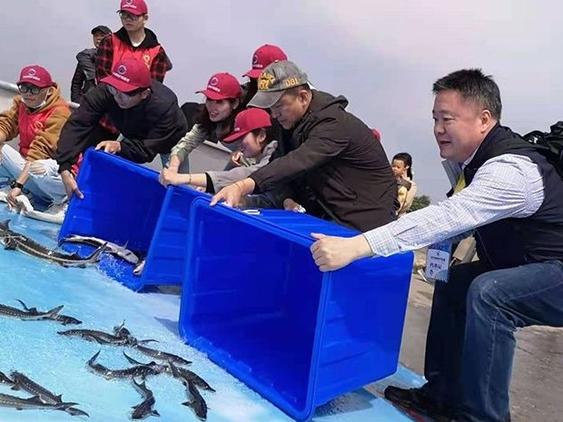 坏消息！中华鲟又双叒叕没自然繁殖