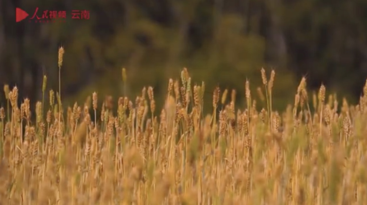 满目金黄！云南西盟千余亩冬小麦喜获丰收