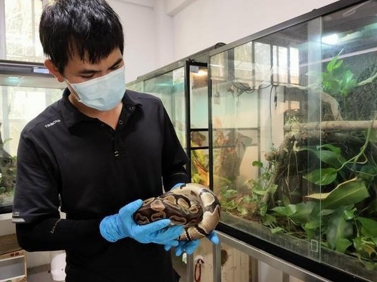 深圳野生动物救护中心有位“蛇王”：用爱与保护让动物找到最好的归宿