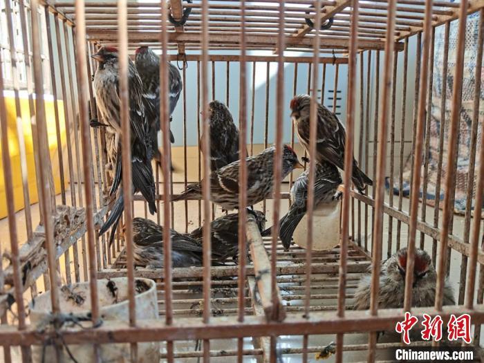 吉林一男子以鸟声为饵捕捉成群白腰朱顶雀，被刑拘