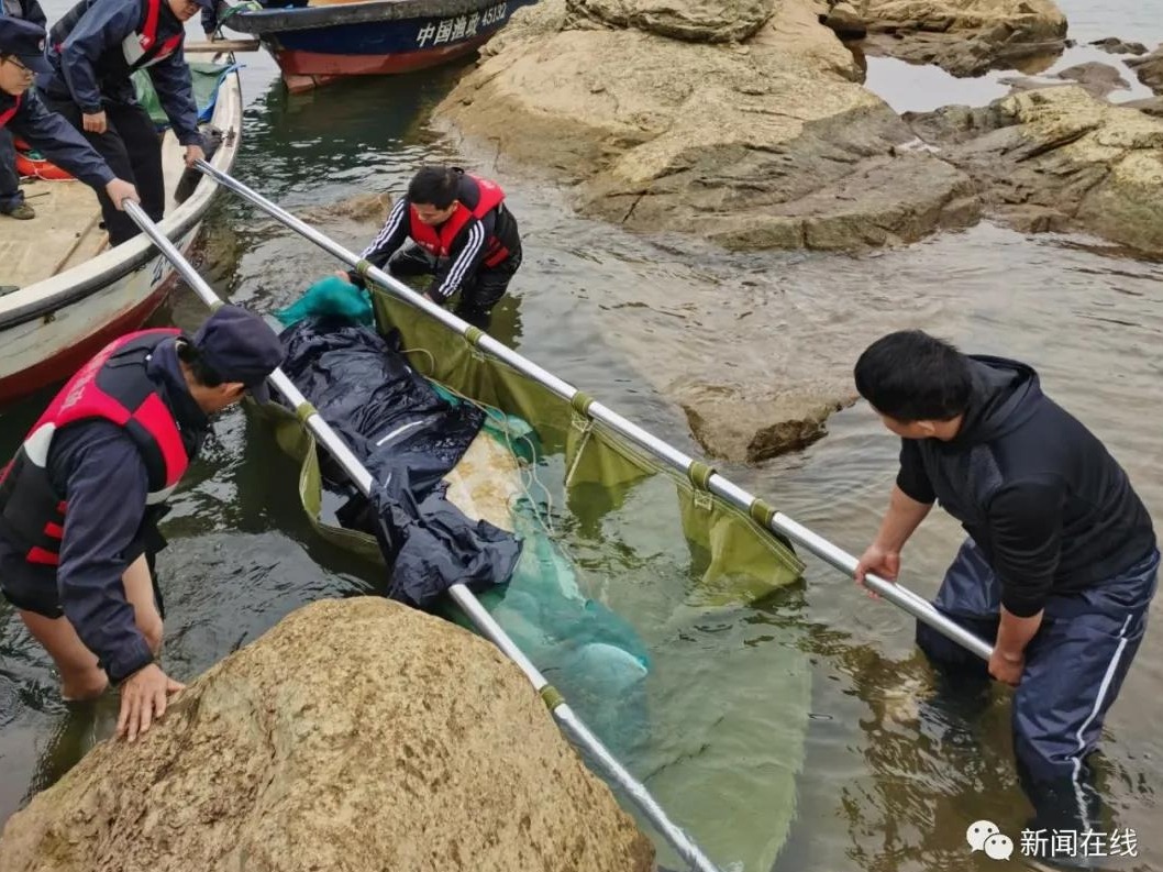 误入广西西江的中华白海豚死亡，善后处理工作正在进行