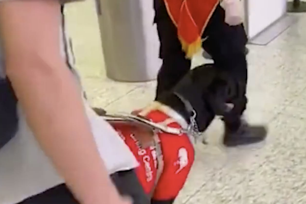 导盲犬未戴嘴套上武汉地铁遭拒 