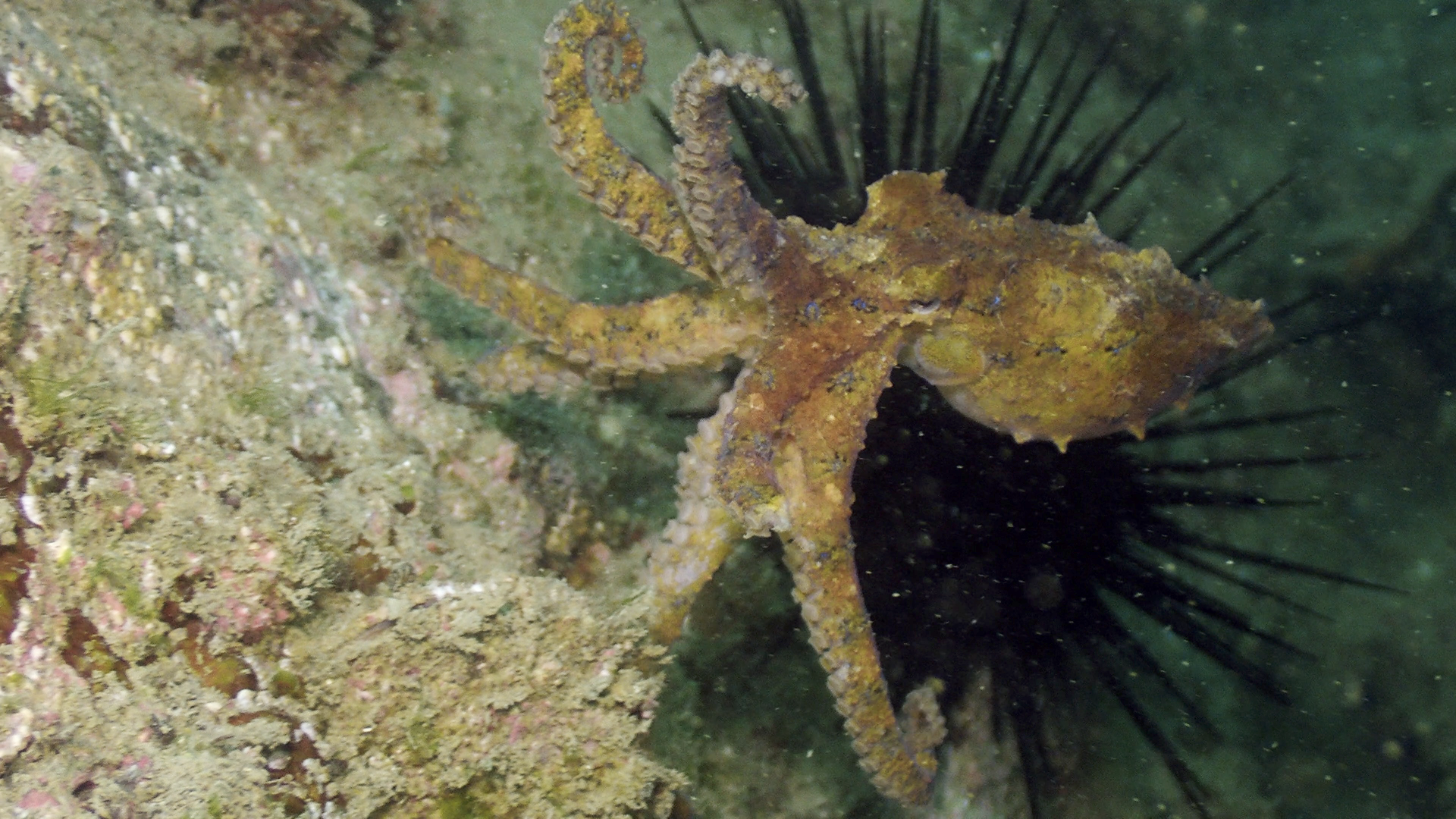 深圳海域惊现罕见剧毒蓝环章鱼,我竟然和它对视了.