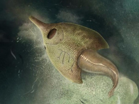 我国科学家研究新发现4.1亿年前最原始鸭吻鱼类