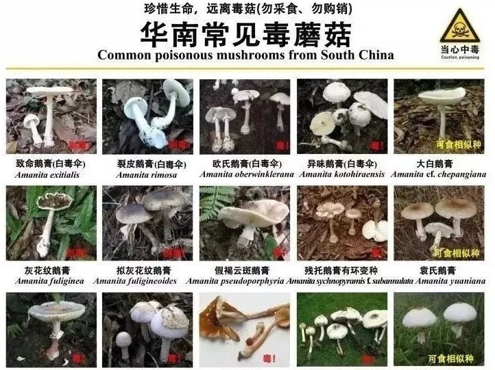梧桐山又见毒蘑菇！深圳“通缉令”：全市公园搜山排查