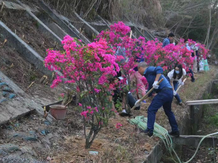边坡种植灌木约2500株南澳加快城市琢玉全面提升城区品质