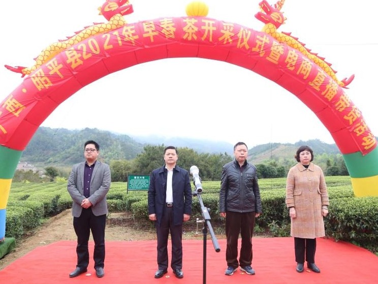 ​电商直播擦亮金招牌  广西昭平早春茶进入开采期          