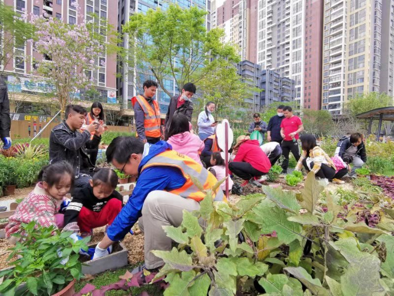 凤凰街道引导居民共建美丽社区花园创造“花样生活”