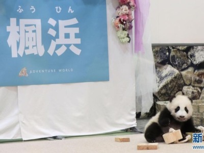 定了！去年在日本诞生的大熊猫宝宝叫“枫浜”