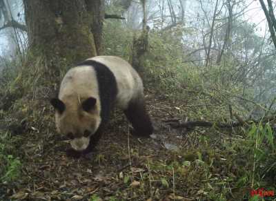 大熊猫为何频下山？专家：觅食、相亲、生病都可能