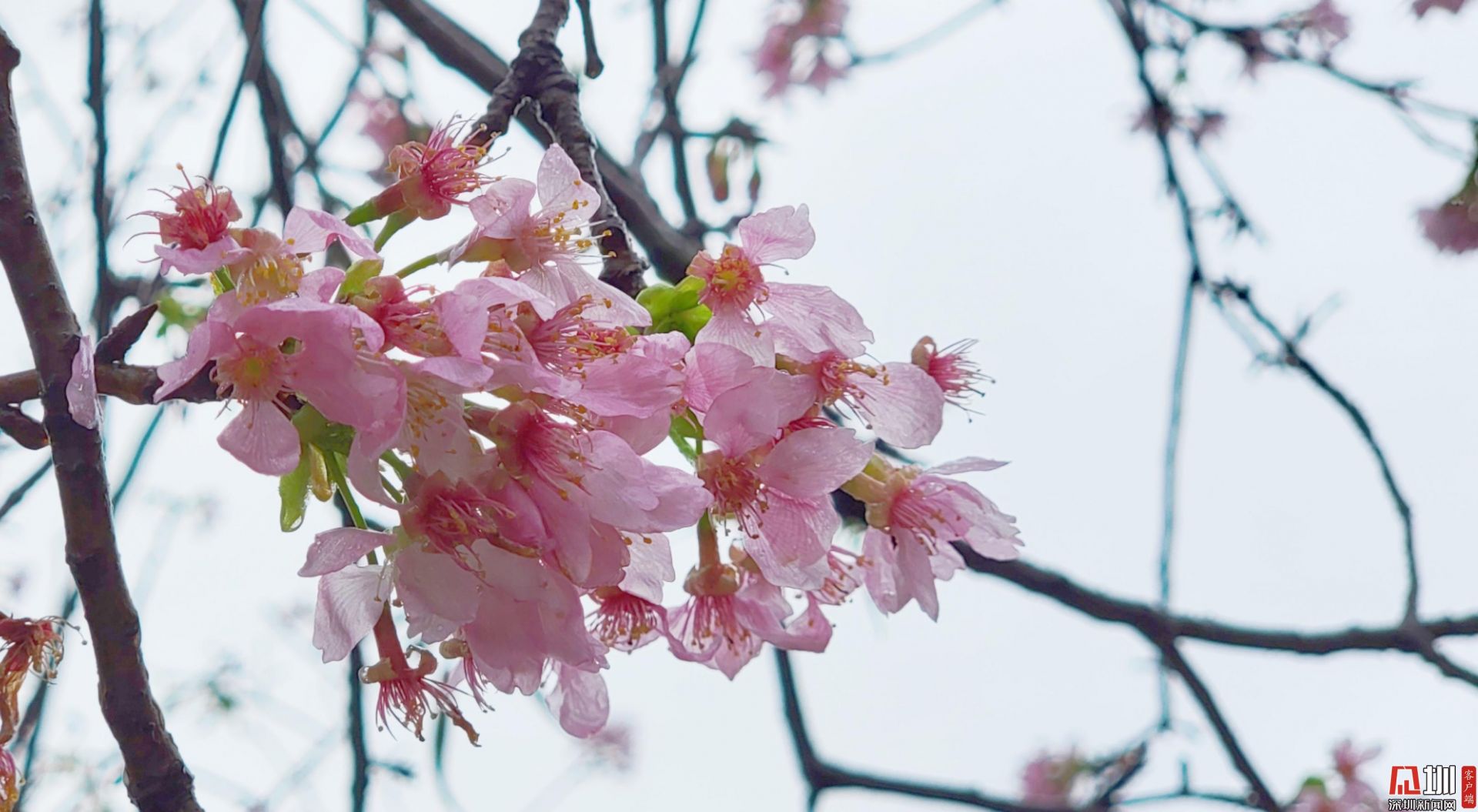 蛇口赤湾：繁花绽放，千朵万朵压枝低（组图）