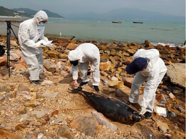 大鹏海域珍稀江豚死亡后续：胃里一片空白，螺旋桨击中肺主动脉致死  