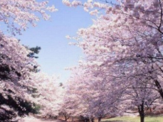 武汉大学发布今年赏樱攻略 周末每天限额1.5万人