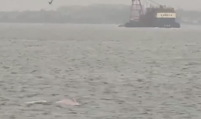 罕见！6只粉红色中华白海豚现身湛江湾