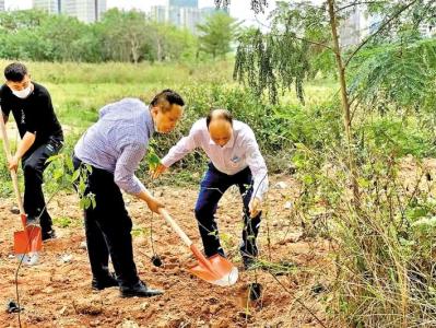 光明区规划土地监察局党员团员参加植树活动