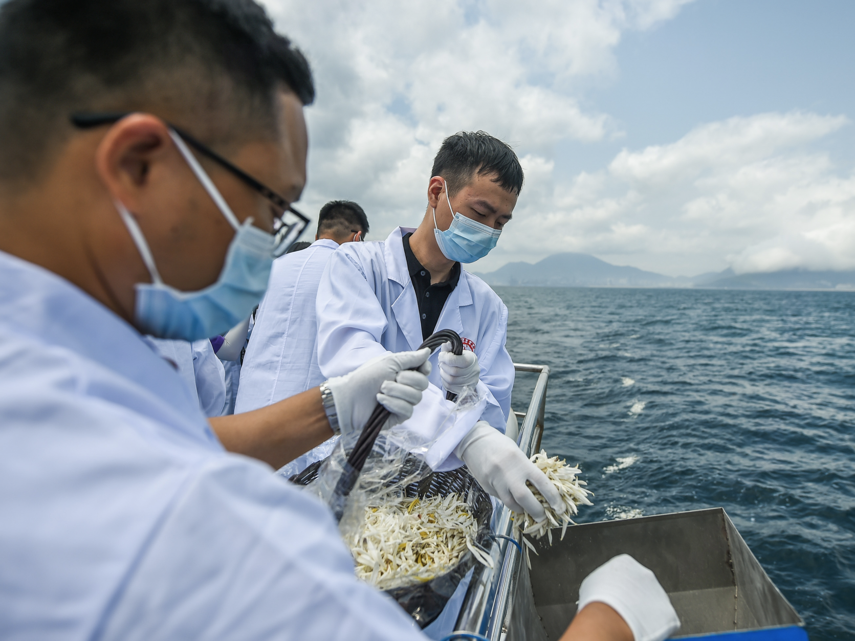 与海为伴，以树为家，深圳230位逝者骨灰回归自然　