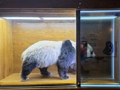 全球首家大熊猫主题互动体验专题博物馆开馆