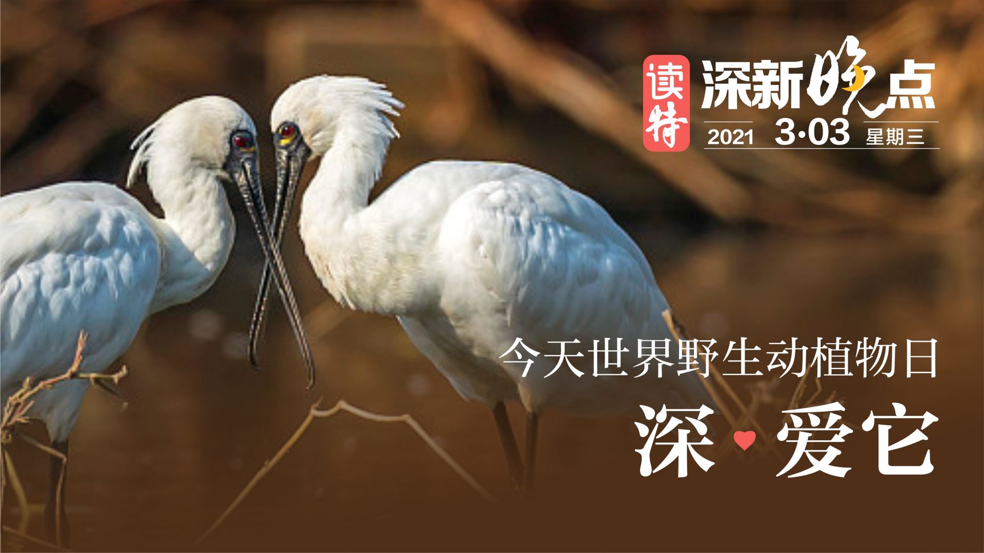 读特深新晚点 | 世界野生动植物日 深爱它（2021年3月3日）