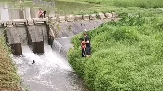 暖心！流浪狗落水，路过市民下水营救  