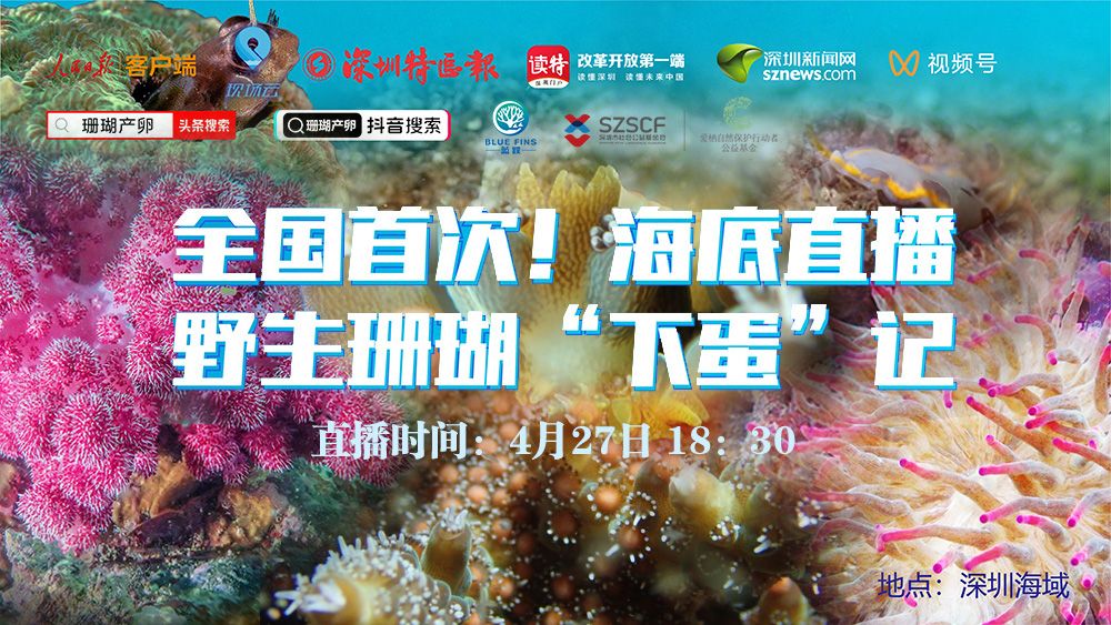 全国首次！深圳海域今晚将水下直播野生珊瑚“下蛋”记