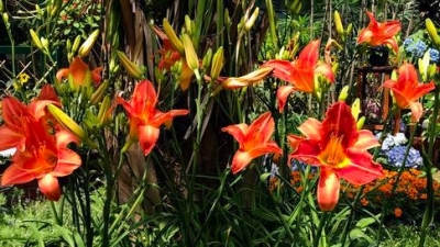 是花却名“草”，广州市华南植物园“母亲花”展“五一”开幕