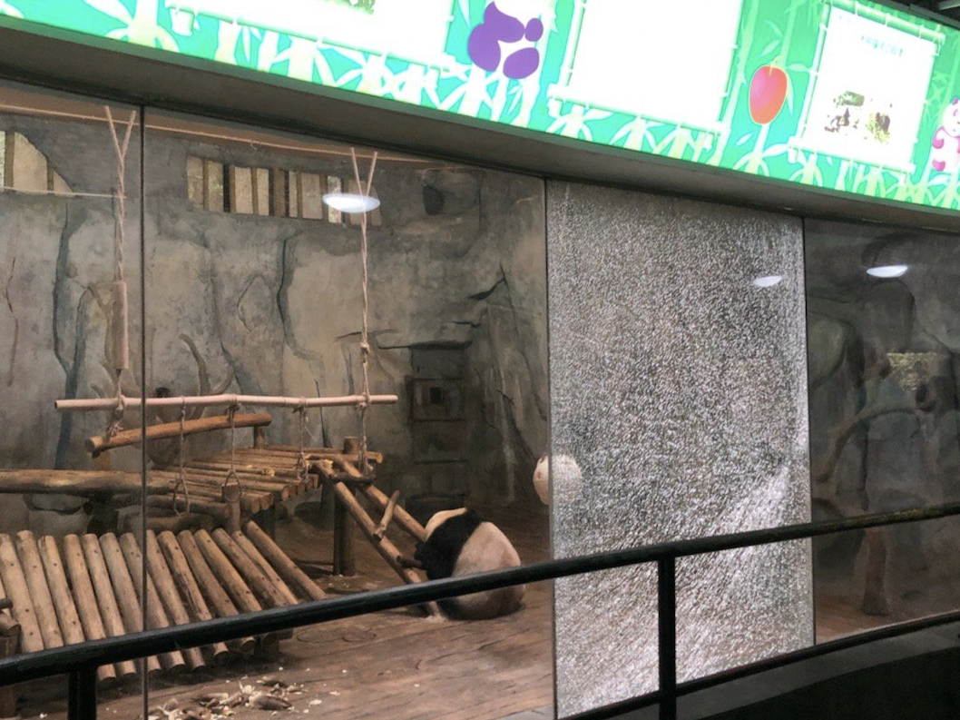极速真探 | 孩子拍碎熊猫馆玻璃？深圳野生动物园：属实，但无人受伤