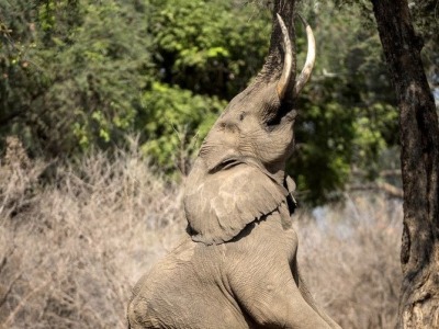 津巴布韦准备出售500头以上大象猎杀权 专家：小心被报复！