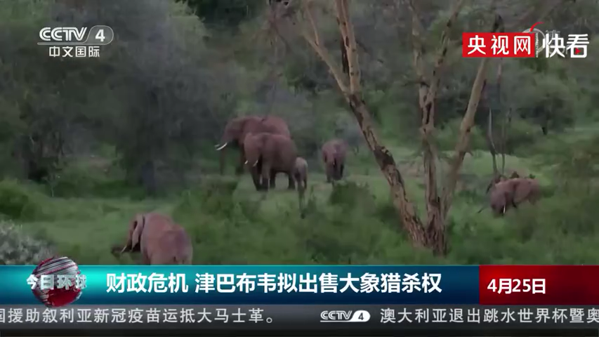 财政危机! 津巴布韦准备出售大象猎杀权