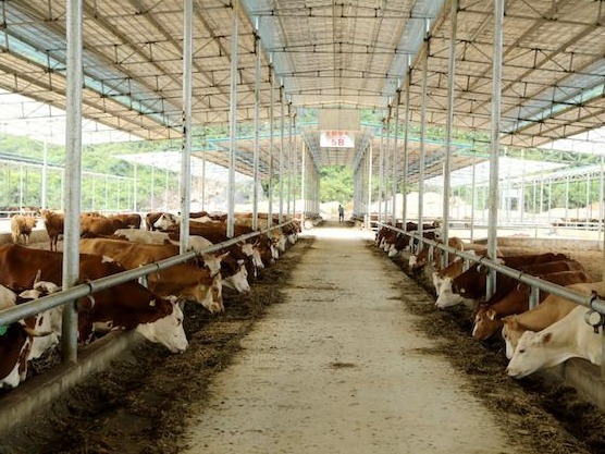 全面助力乡村产业振兴 广西都安瑶山牛在深月销超600万元 